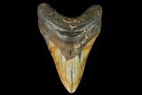 Fossil Megalodon Tooth - North Carolina #108985-1